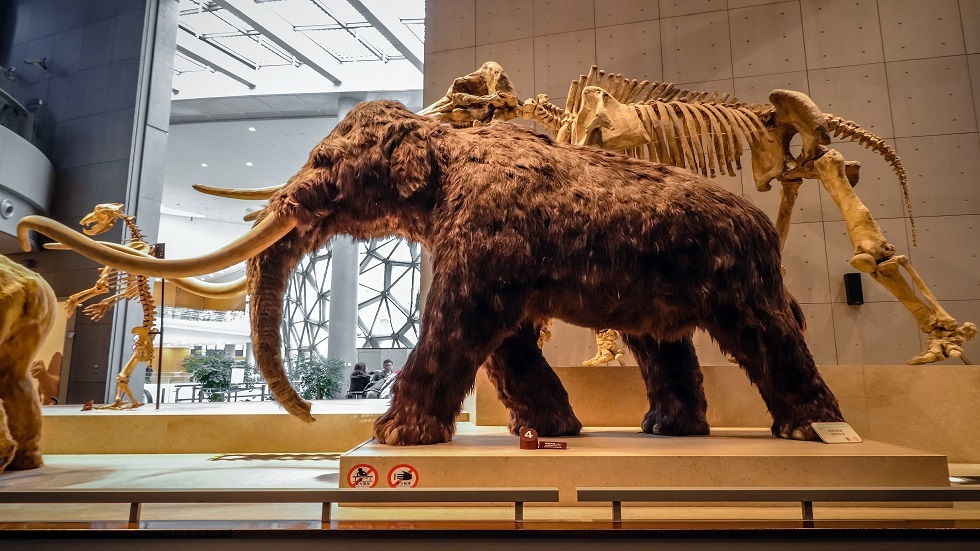 Scientists: Sudden climate change led to the extinction of mammoths