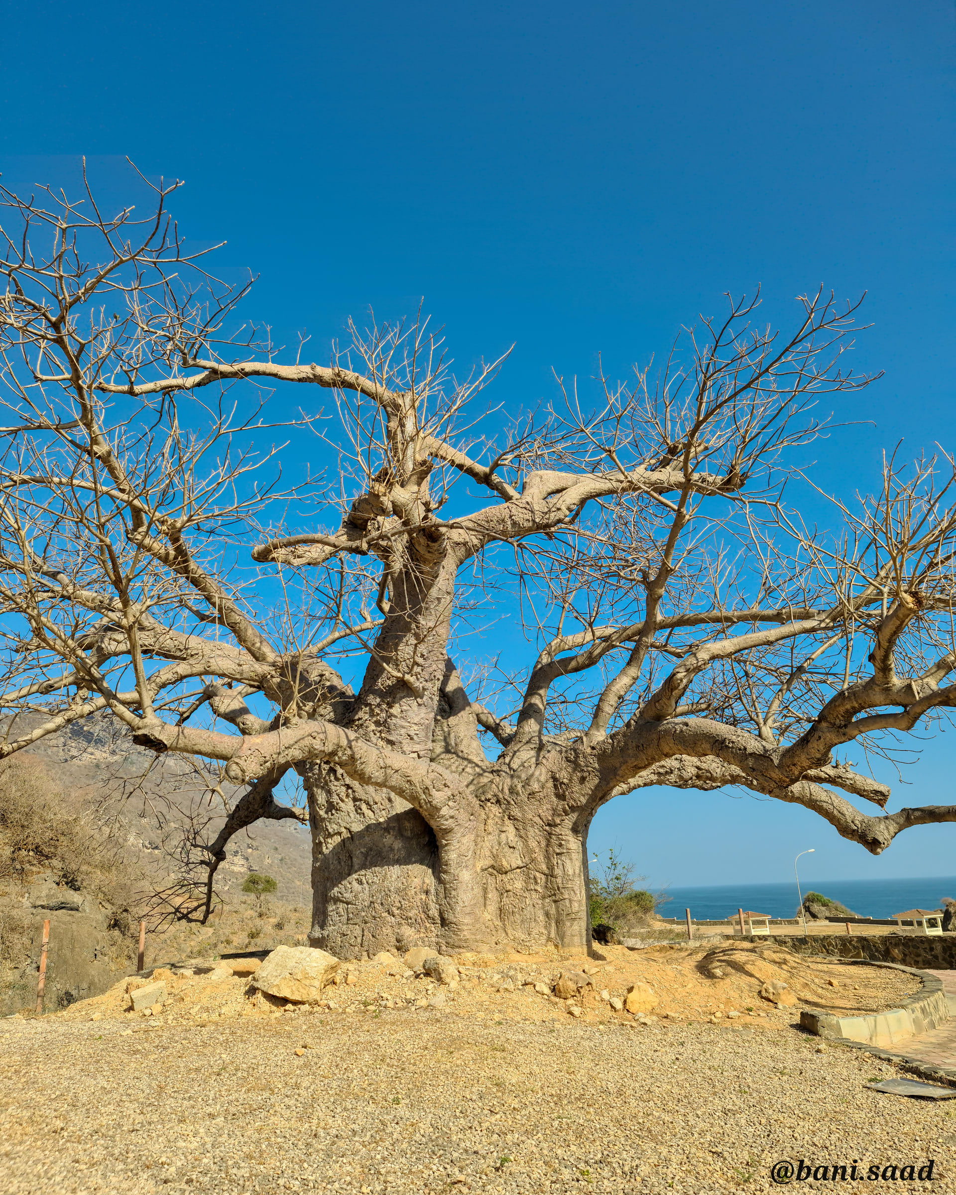 Babab tree
