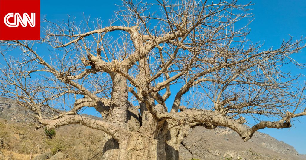 It's like a horror movie. Get to know this rare tree in the Sultanate of Oman
