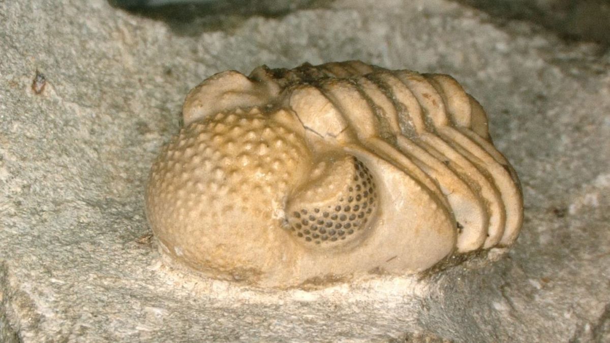 This trilobite has "excessive eyes" never seen before in the animal kingdom