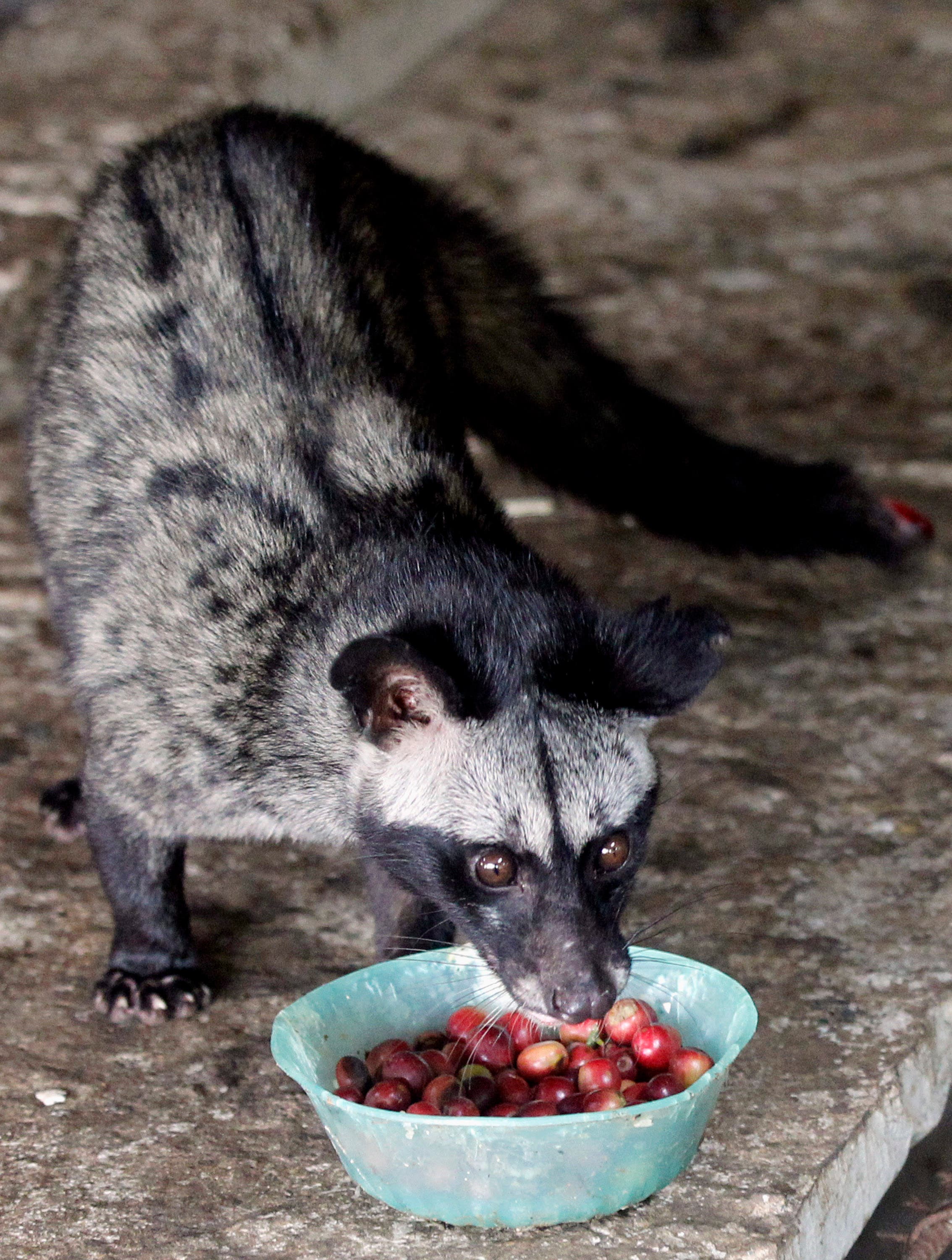 Civet animal 