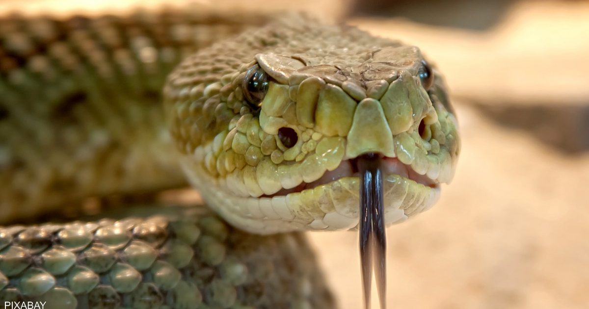 From snake venom .. Medicine to treat "dangerous health crisis"