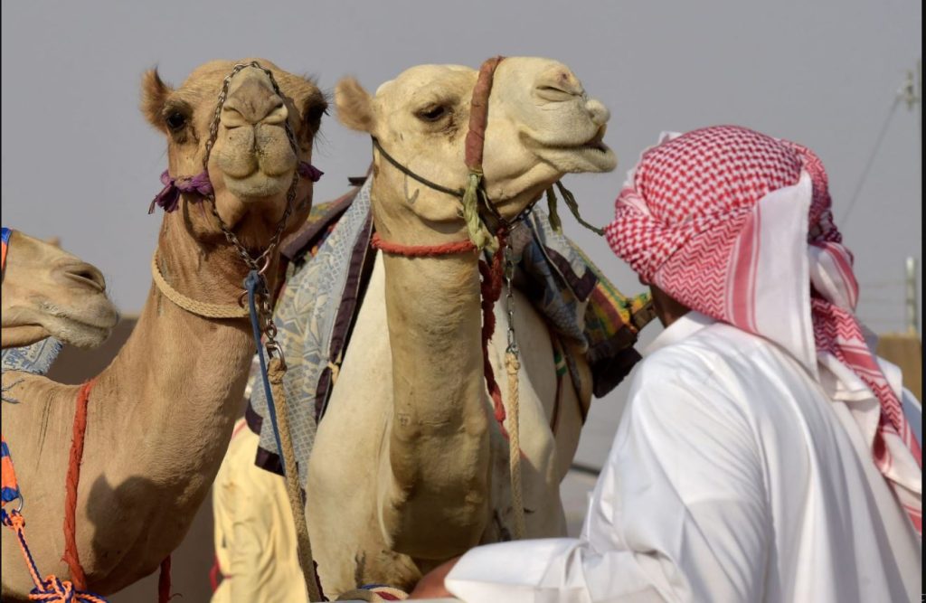 "Historic" deal to hire camels in Saudi Arabia ... 20 million riyals for 48 hours (video)