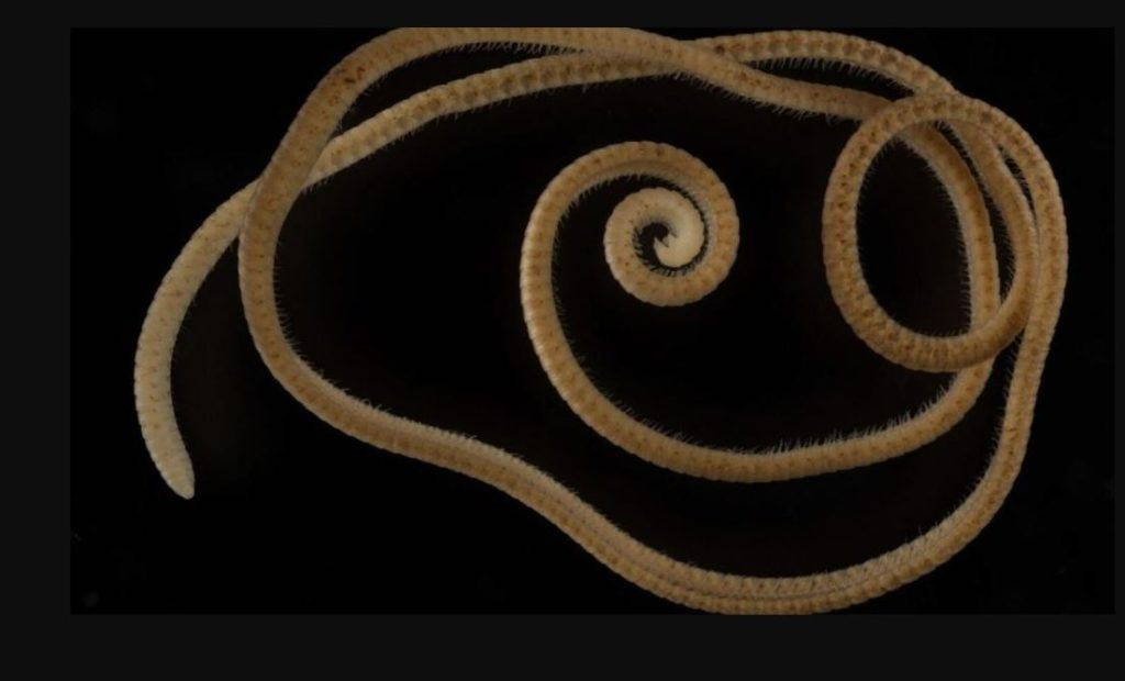 "One of the wonders of creation" .. Discovery of a worm with 1,306 males in Australia