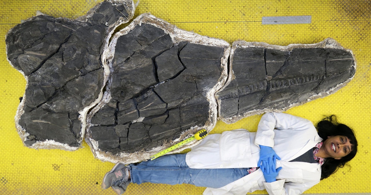 Scientists study the remains of the largest aquatic organism ever to live on Earth
