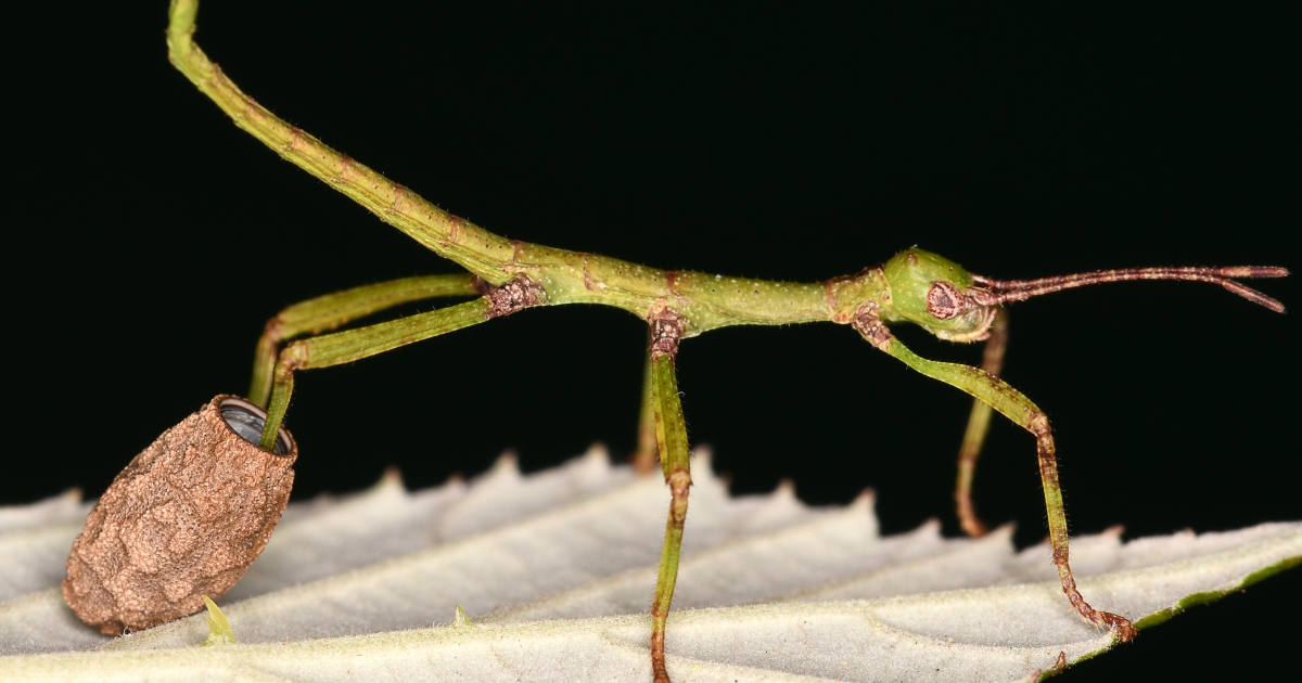 Male and female at the same time .. The first case discovery of the binary sex change of the stick insect |  Science