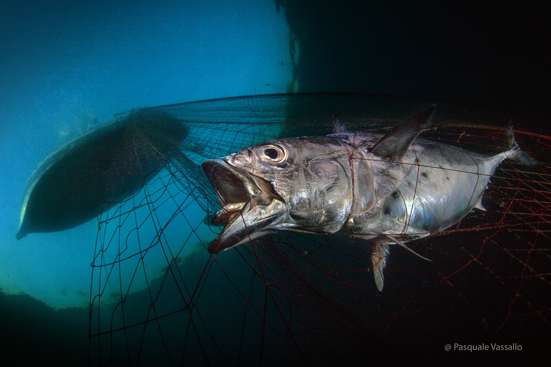 "Strength and perseverance" It is shown by tuna trapped in Mediterranean waters.
