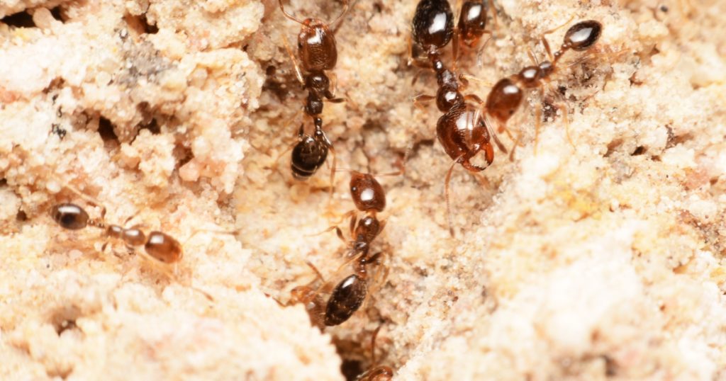 An international team reveals how ants remember the way to their homes |  Science