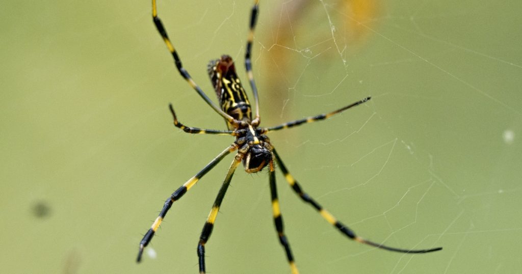 Big Guru spiders to occupy east coast of US |  Science