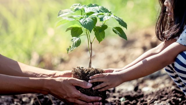 Planting trees is a natural way to capture carbon