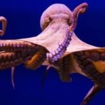 Octopus tortures and kills itself after mating … Did scientists finally explain this phenomenon?