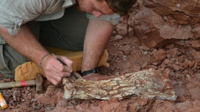 Newly discovered steroidal bones and fossils have been buried in rocks for 86 million years.