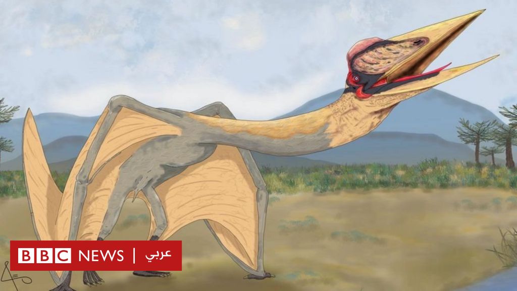 Flying reptiles: Discover the remains of a prehistoric creature