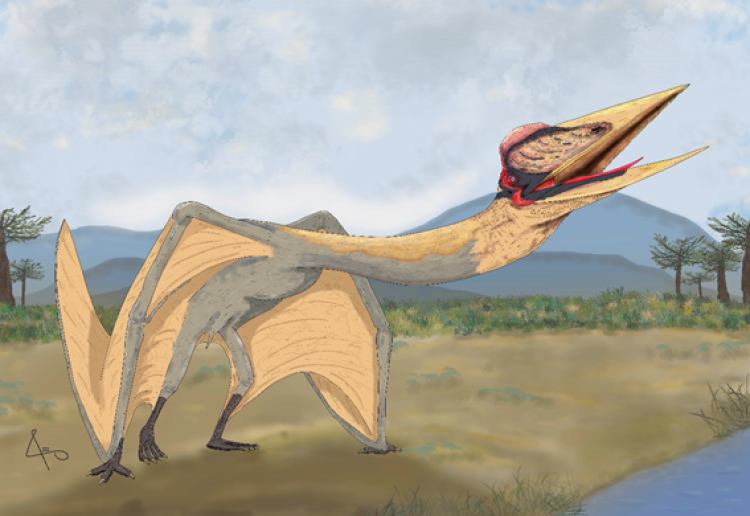 It is the largest flying reptile found in South America since the Cretaceous  Science