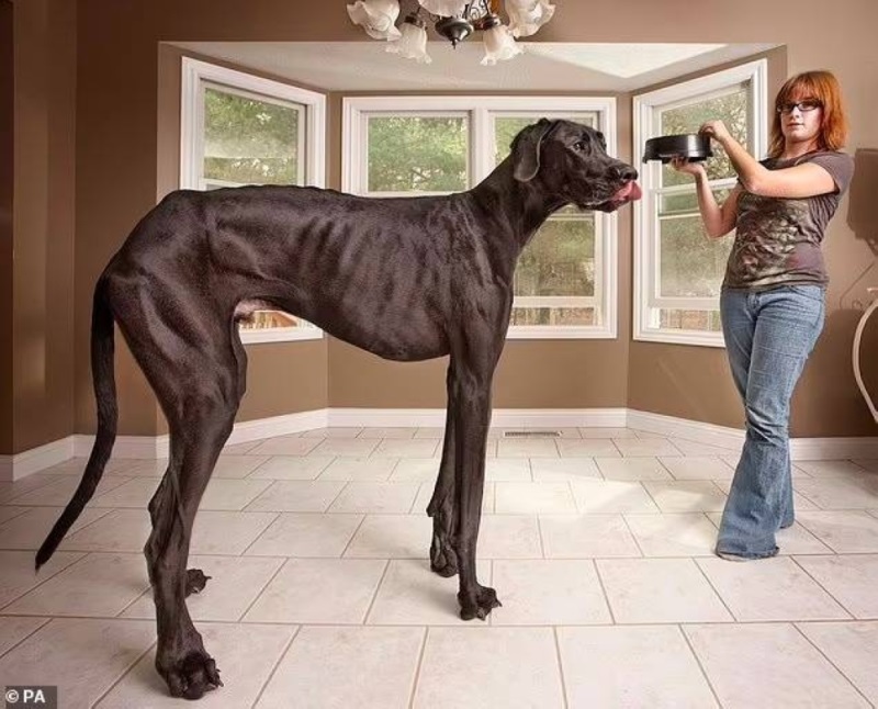 Look .. The world's longest dog is listed in the Guinness Book of Records