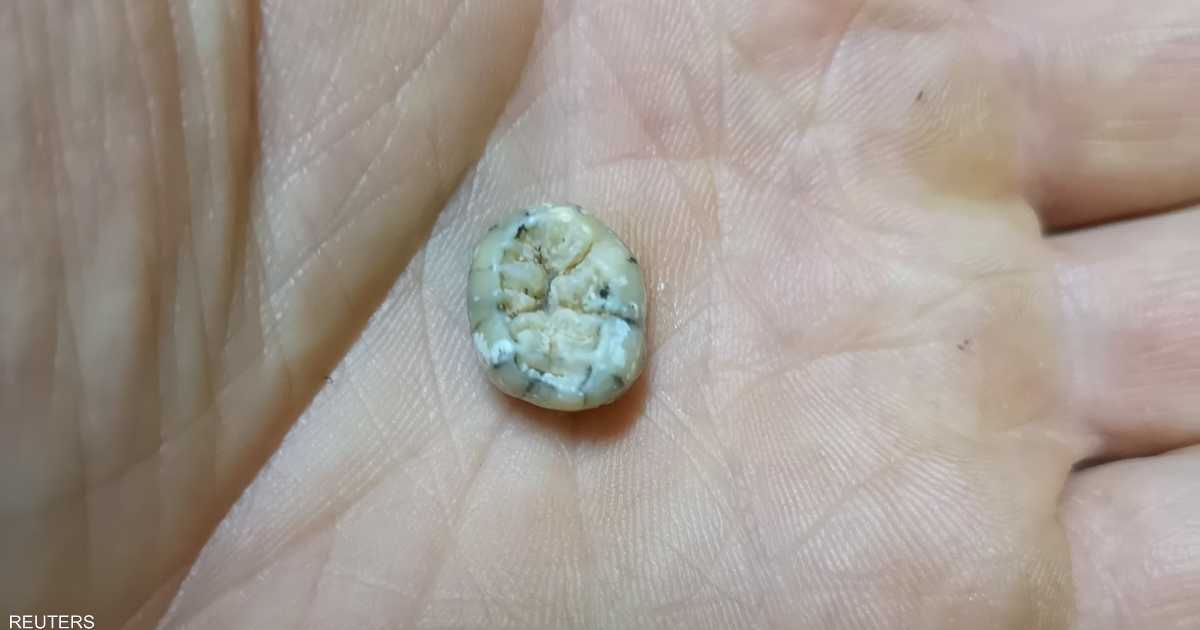 The 130,000 year old baby molar heralds solve the mystery of human evolution