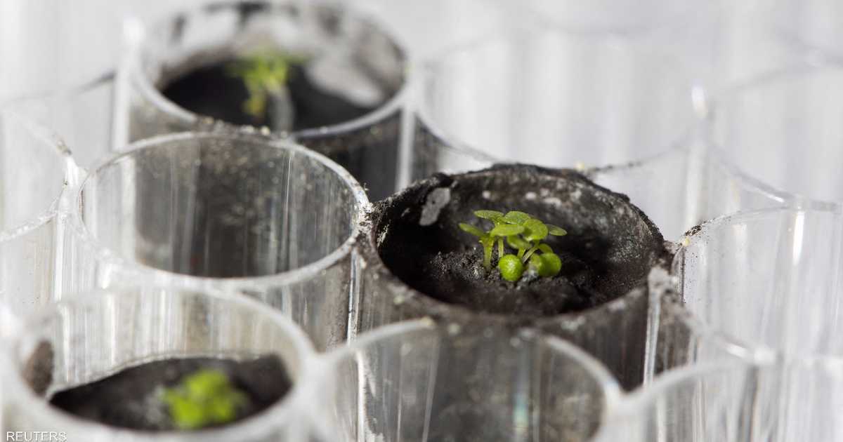 Unprecedented achievement .. Earth's plants grow in the soil of the moon