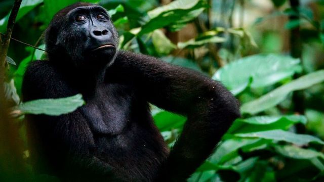 A gorilla in the Marandachi Forest in the Otsala-Coco National Park in the Republic of Congo.