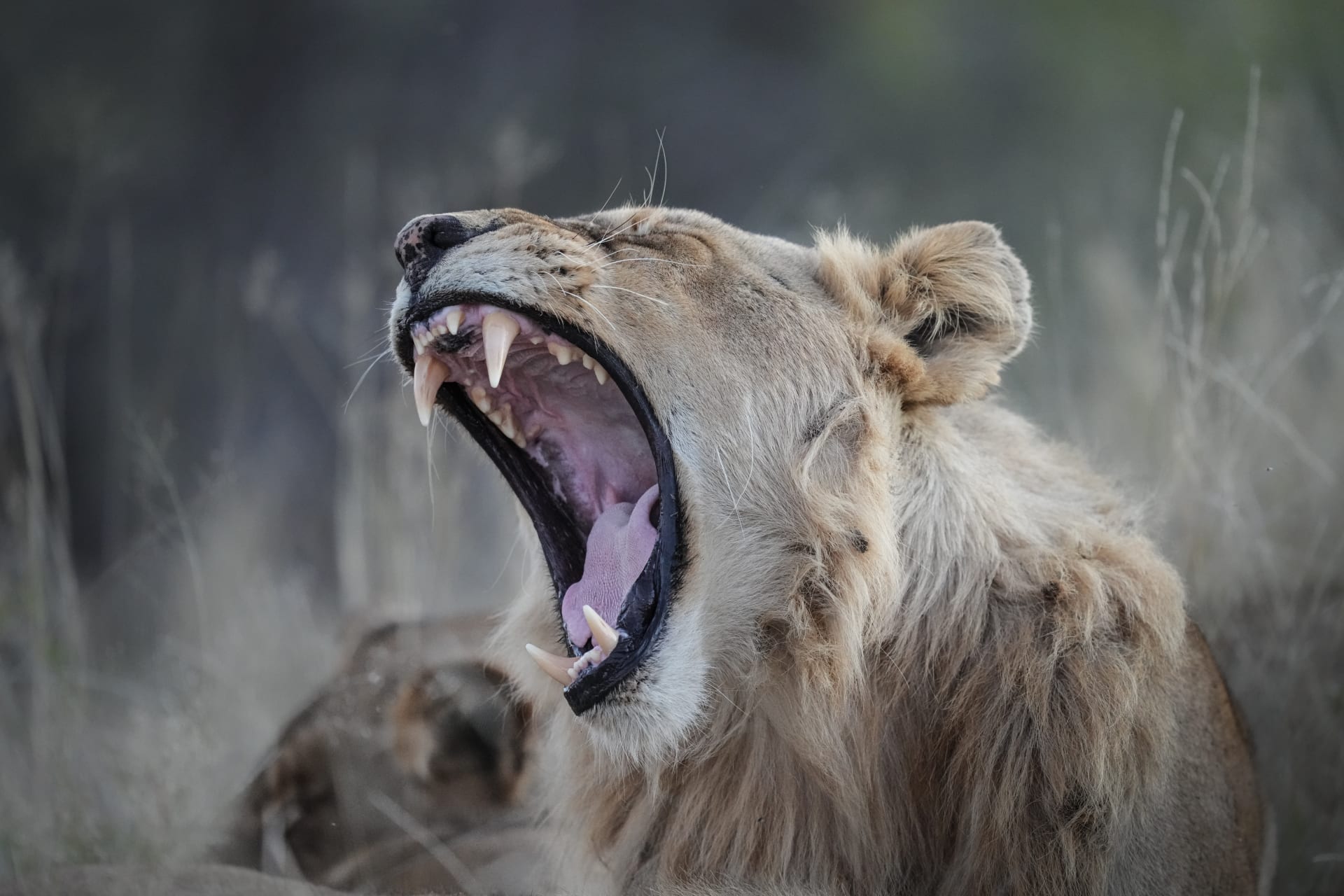 Over 30 million views.. Breathtaking video of a fight between a man and a young lion