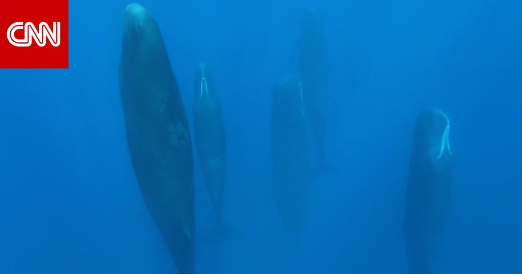 Giant whales floating vertically in the sea and a submarine documenting the moment.. What is the reason?