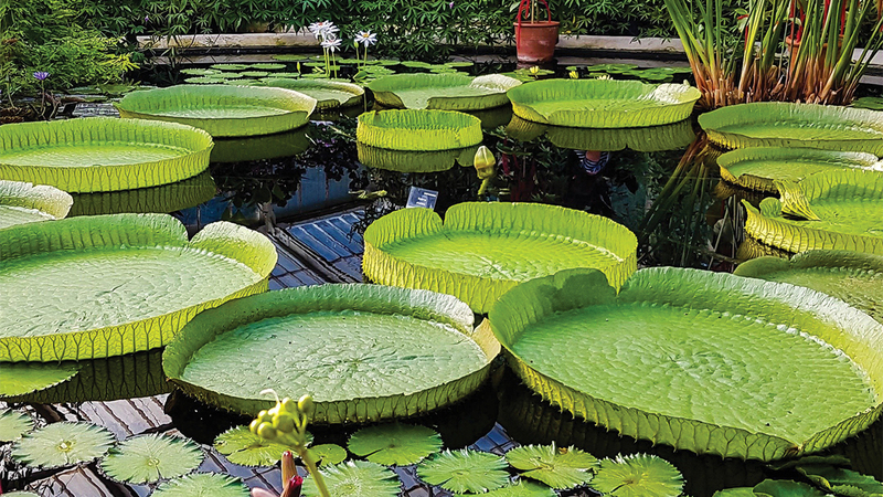 New species of giant water lily discovered