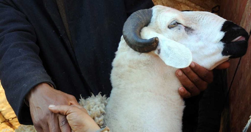 Salt, yeast and hormones... Morocco deals with the fattening tactics of sacrificial animals