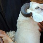 Salt, yeast and hormones… Morocco deals with the fattening tactics of sacrificial animals