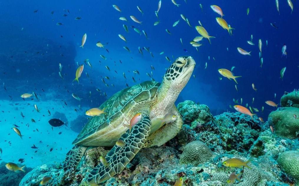 Warming Mediterranean waters threaten marine life