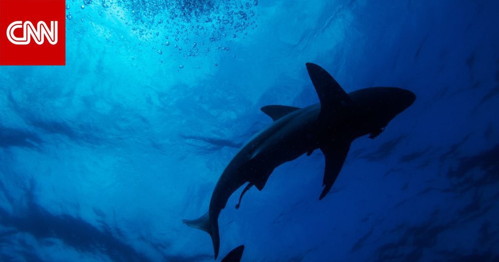 What did the photographer do when he was surrounded by 5 sharks in the Bahamas?