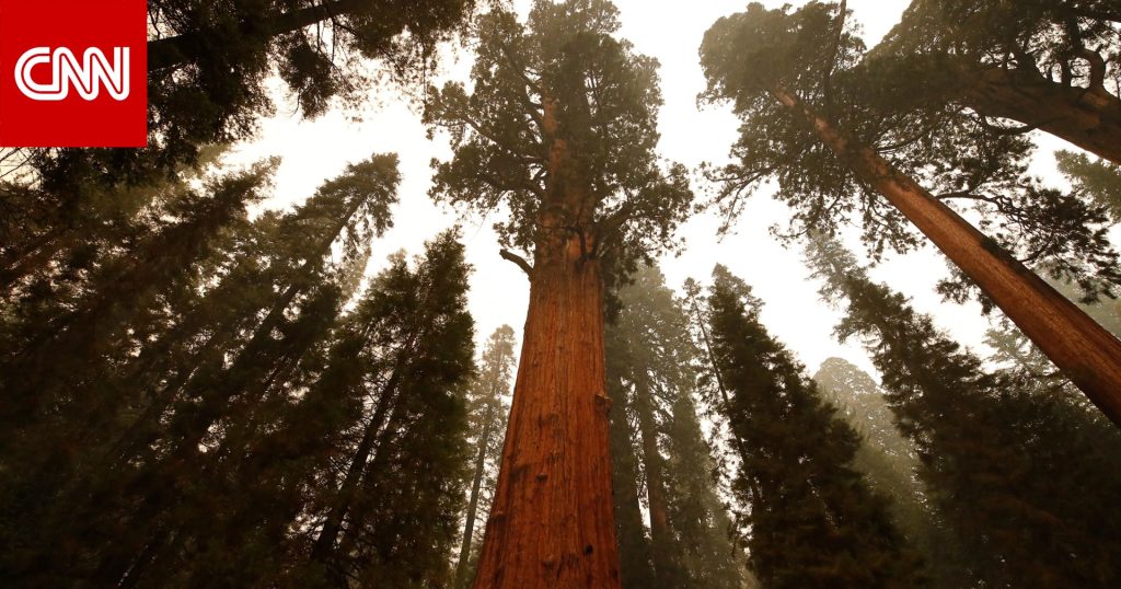 World's "biggest" tree to raise eyebrows...what's its secret?