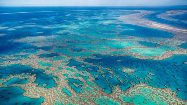 Australia's Great Barrier Reef has the largest coral reef in 36 years