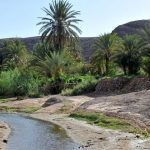 Morocco’s oases… a natural treasure that is taxing climate change
