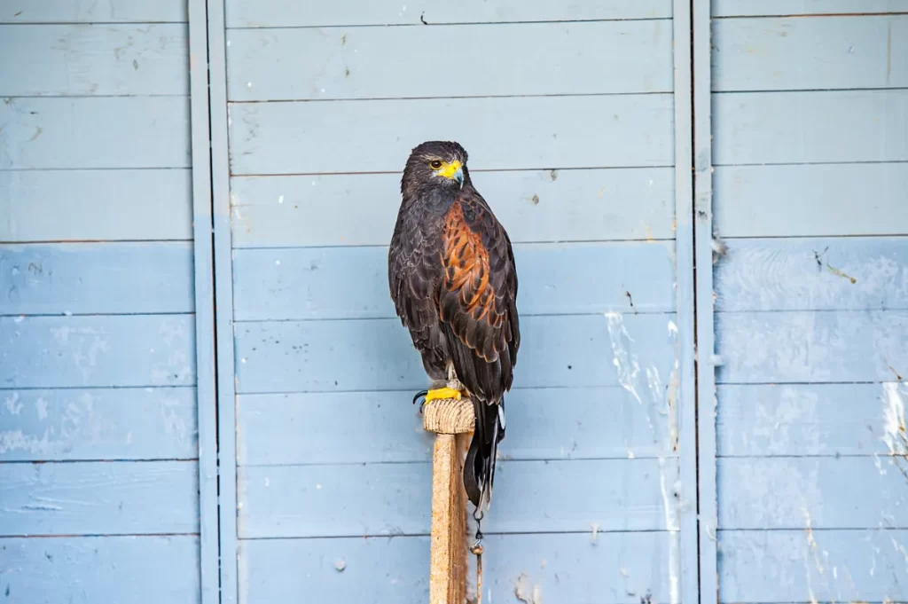 Abu Dhabi falcon auction