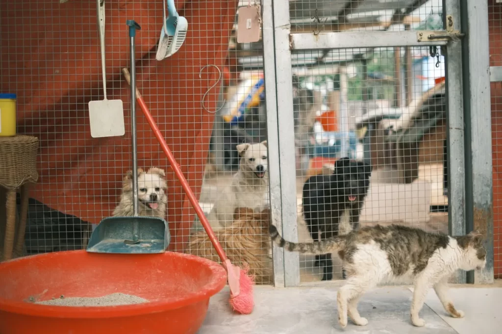 Dubai pet shelter and digital adoption platform launch at Warsan Dubai pet shelter adoption