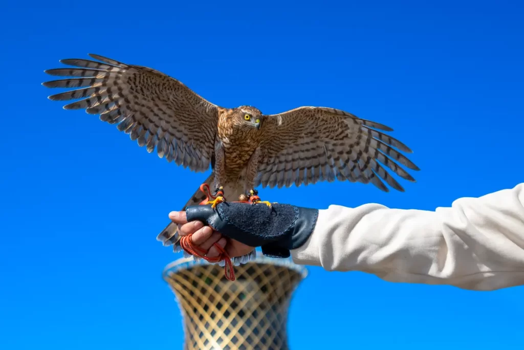 Abu Dhabi falconry hunting rules