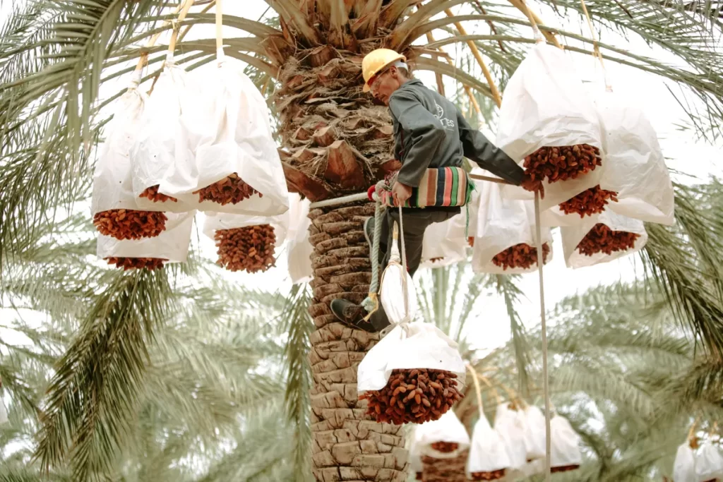 Emirati women’s roles in family and farm life recalled by RAK seniors Emirati women's roles in family